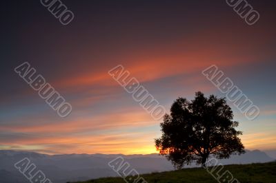 Solitary tree on the fog sea