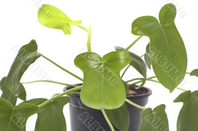 indoor plants