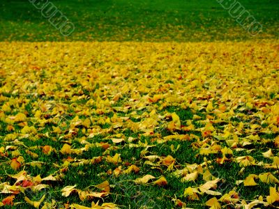 yellow grass
