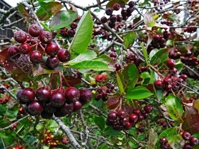 Berries of a black mountain ash