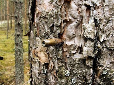 Bullet in a pine