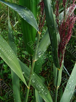 bulrush after rain