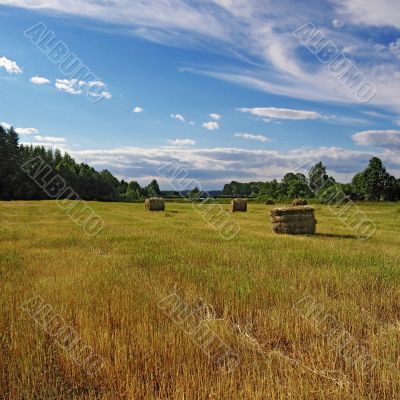 midday field