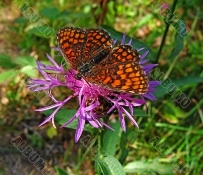 The butterfly on a flower