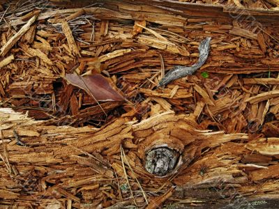 Wooden texture