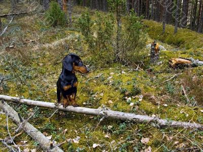 Dog in a wildness forest