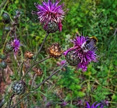 summer flowers