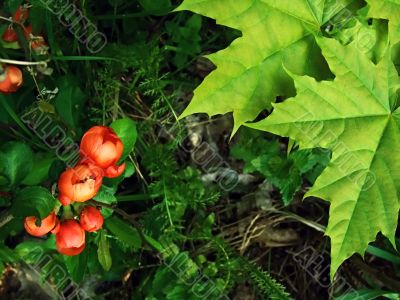 Marple leaves and red flowers