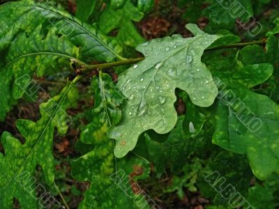 Leaves of an oak