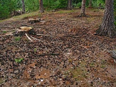 forest glade with pine cones