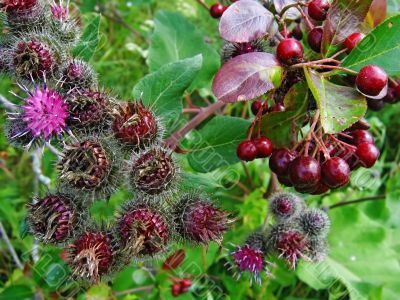 Prickly flowers and black mountain ash