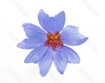 Blue flower