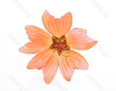 Orange flower
