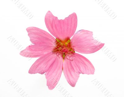 Pink flower