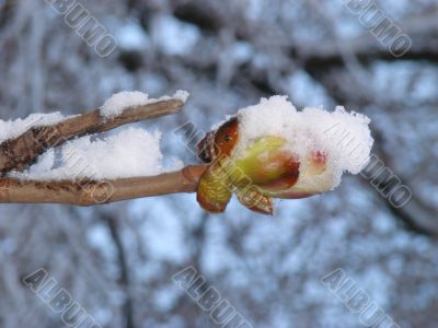 blooming chestnut buds covered with snow