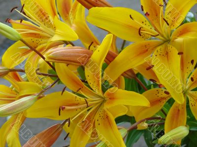 deep yellow big lilly bouquet