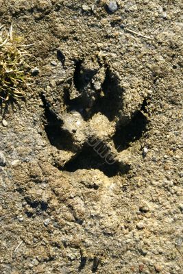 Paw Print