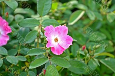 Wild Rose