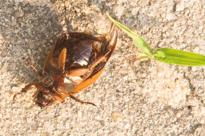 Dead June Bug