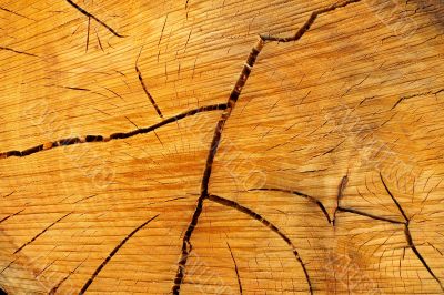 Tree rings