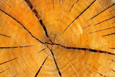Tree rings