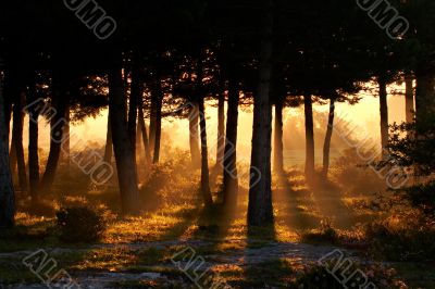 Awakening of day in summer