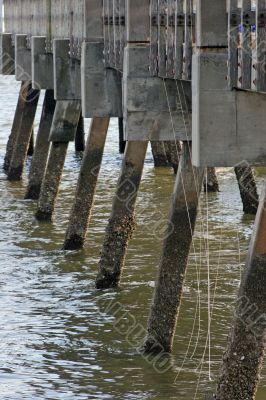 Pilings under Pier