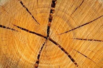 Tree rings