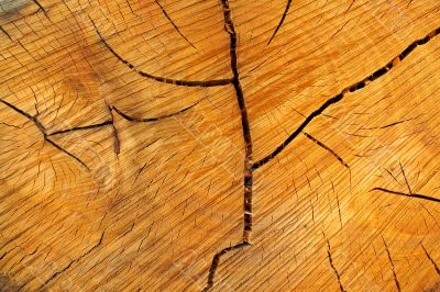 Tree rings