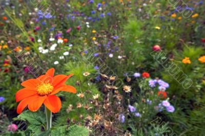 summer field of flowers