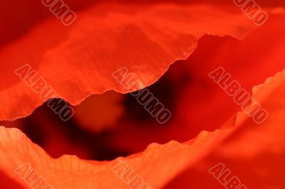 inside a poppy