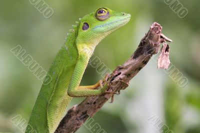 Green crested Lizard (Bronchocela cristatella)