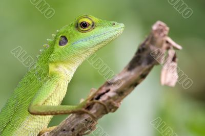 Green crested Lizard (Bronchocela cristatella)