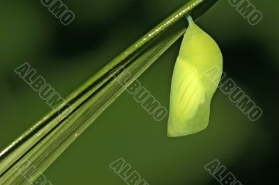 pupa of a diurnal butterfly papilionidae