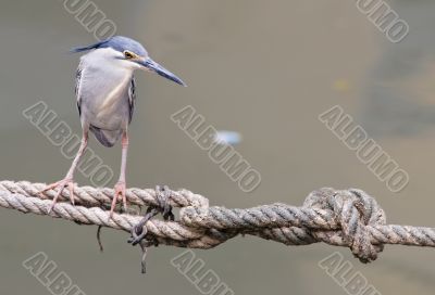 little heron on a rope