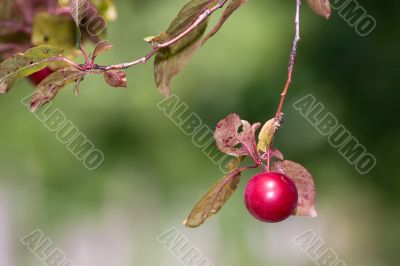 shining hanging prune