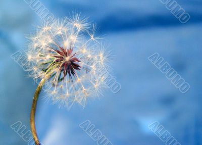 A Dandelion