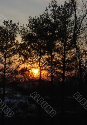 Pine Sunset