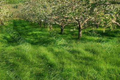 Apple orchard