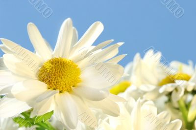 Daisies against the blue sky