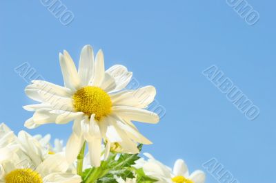 Daisies in  the sun