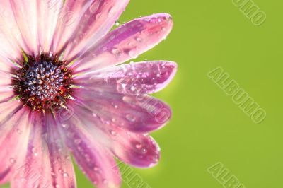 Pink daisy against green