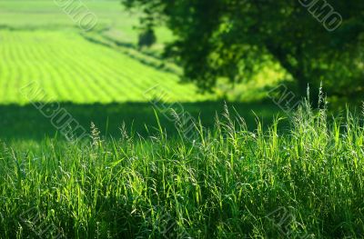 Summer fields of green