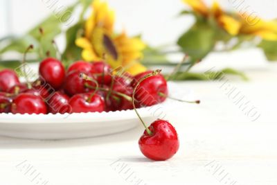 Cherries with sunflowers