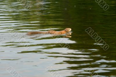 Fiber crossing small river