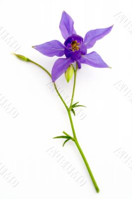 Blue flower
