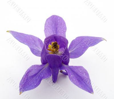 Blue flower