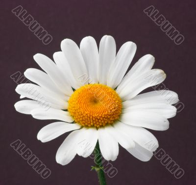 Daisy on brown background