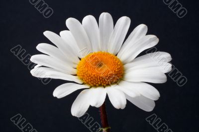 Daisy isolated