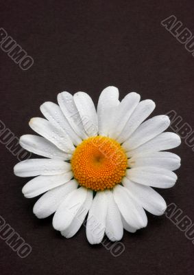 Daisy on black background